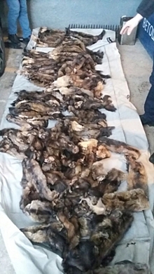 На Алтае пресекли контрабанду соболиных шкурок из Казахстана
