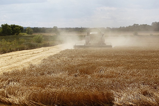 Россия сохраняет лидерство на мировом рынке пшеницы