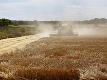 Россия сохраняет лидерство на мировом рынке пшеницы