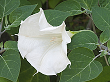 Датура или дурман-трава