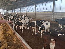Строительство фермы на 1 040 коров завершится в 2024 году в Бутурлинском округе