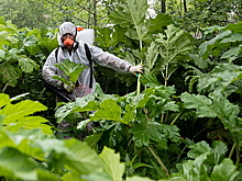 Сорняк на стероидах. Россию захватывает борщевик. Есть ли способ уничтожить опасное растение?