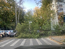 Упавшее дерево перегородило дорогу на улице Провиантской