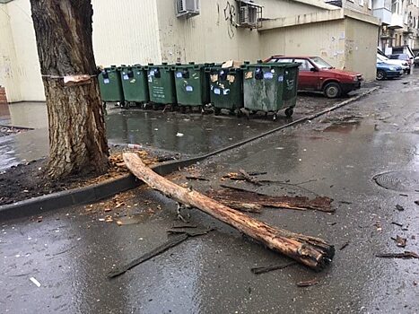 Огромная ветка упала на человека в центре Саратова