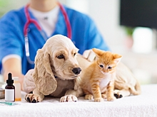 В ЮЗАО ввели карантин из-за случаев заражения животных бешенством​