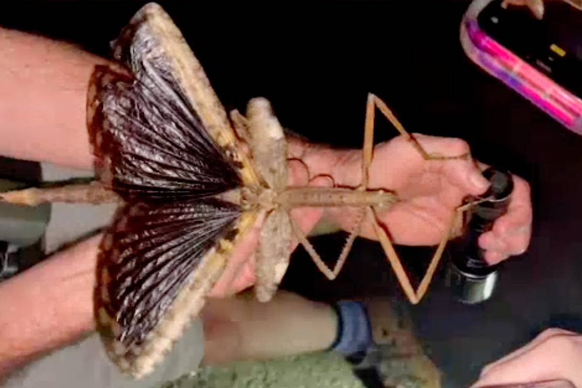 Гигантское насекомое нашли в одной стране