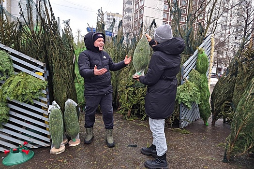 В столице открываются елочные базары