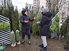 В столице открываются елочные базары