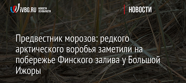 Предвестник морозов: редкого арктического воробья заметили на побережье Финского залива у Большой Ижоры