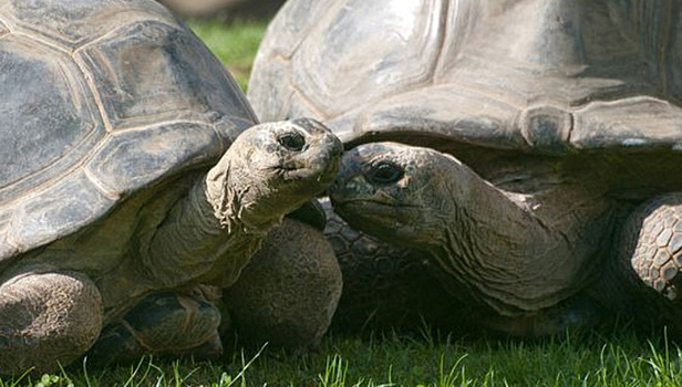 В Австралии черепахи развелись после 115-летнего супружества