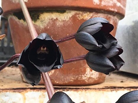 В Москве расцвела самая черная орхидея в мире