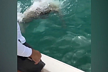 Гигантская рыба проглотила пойманную рыбаками акулу