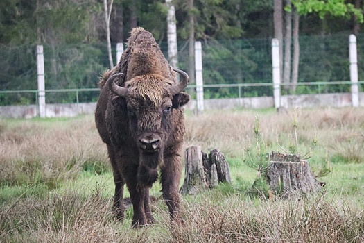 Польский забор стал причиной гибели животных в Беловежской пуще