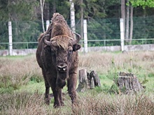 Польский забор стал причиной гибели животных в Беловежской пуще