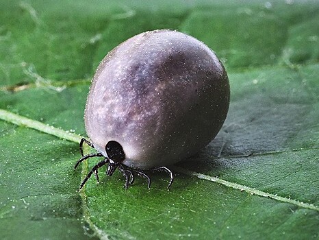 За неделю клещи "покусали" больше 350 человек в Тверской области