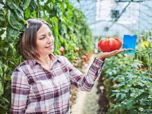 Феромонные ловушки: как избавиться от вредителей без химии