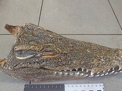 У прилетевшей из Таиланда в Новосибирск женщины нашли голову крокодила в сумке