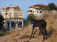 Болгария снова в моде, или Как купить жилье за €2 тысячи