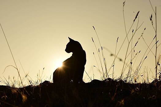 Мужчина взял больничный из-за смерти кота и отсудил 40 тысяч евро за увольнение