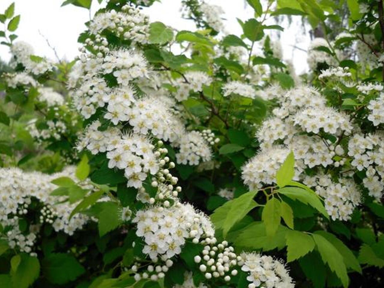 Галезия каролинская. Cotoneaster salicifolius 'parkteppich'. Цветущие кустарники средней полосы. Дейция кустарник. Спирея весеннецветущая.