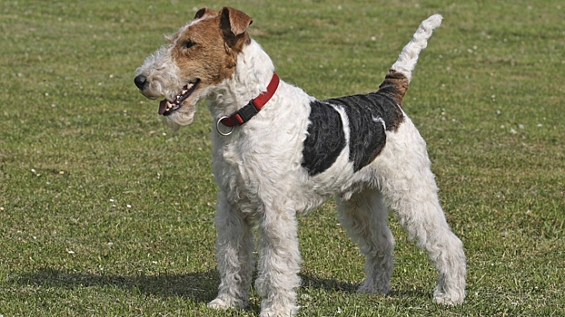 Перечислены породы кошек и собак, которые отпугивают кротов