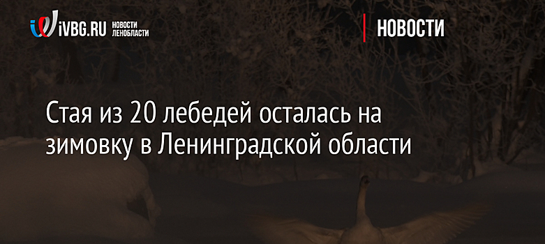 Стая из 20 лебедей осталась на зимовку в Ленинградской области
