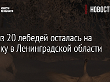 Стая из 20 лебедей осталась на зимовку в Ленинградской области