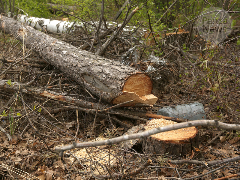 На территории Ахунско-Ленинского лесничества выявлен факт нарушения лесного законодательства