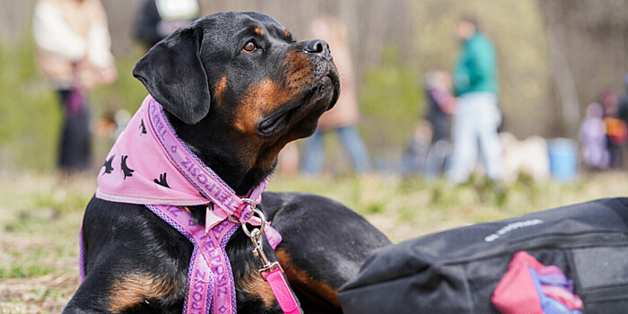 Нападение собак: что грозит россиянам за неправильное содержание животных?