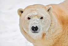 Россиянин выжил в схватке с белым медведем