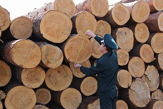 В Тверской области проверили экспортную древесину