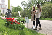 Новости из мира флоры. В Ботаническом саду МГУ впервые посадили тюльпаны