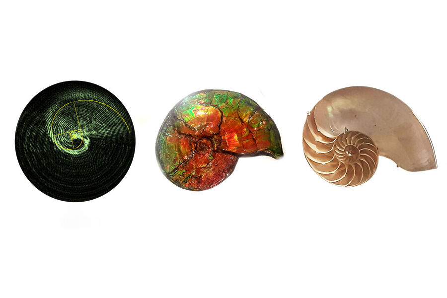 Физики создали новый тип закрученного света, вдохновленный природой