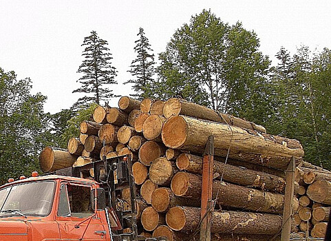 Экспорт  древесины упростили для приморских лесопромышленников