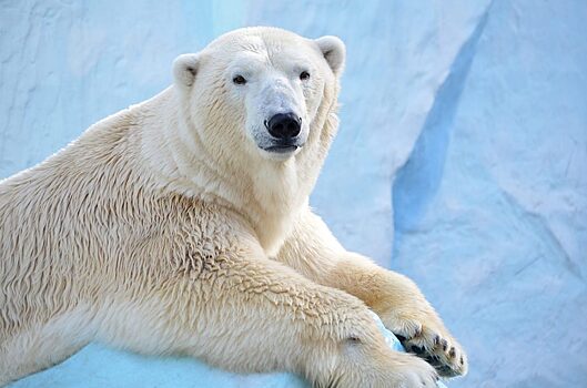 FCS: экологи научились следить за миграциями белых медведей по ДНК в следах