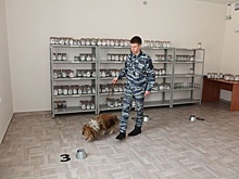 Красноярские эксперты рассказали, как собака может решить судьбу человека