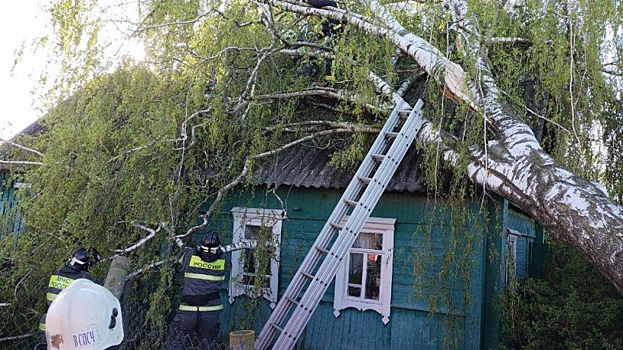 В Брянской и Курской областях из-за урагана без света остались 30 районов