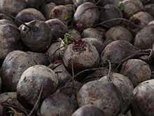 Специалисты назвали овощ для здоровья сердца