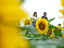 Желтый океан подсолнухов в провинции Хэбэй