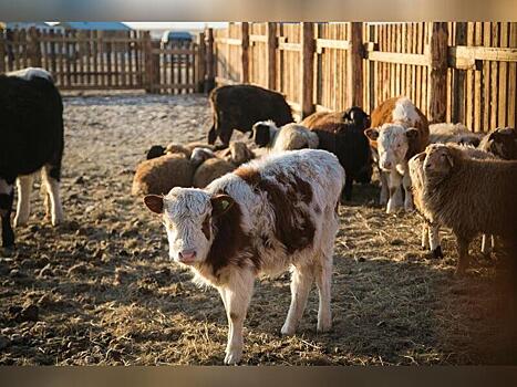 В двух районах региона сняли карантин по опасному заболеванию