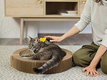 14 февраля: чем задобрить кота в день Трифона-мышегона