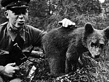 Капрал-козел и другие животные, которые воевали