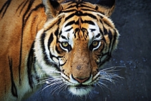 Новости регионов: тигр-вор в Приморье, переоборудование свалки в парк в Белгороде