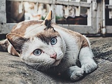 Кошка составила компанию моделям на дефиле в Стамбуле