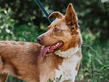 Возьми-ми-ми меня: Красотка Каштанка с удивительным окрасом