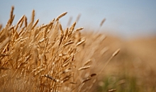 В Волгоградской области аграрии засеяли 1,53 млн гектаров озимых зерновых