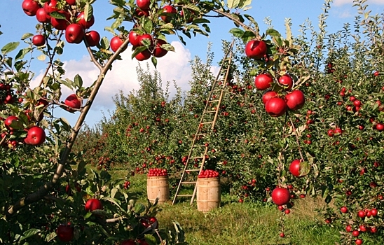 Как правильно ухаживать за колоновидными яблонями