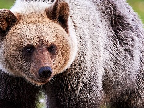 Медведь напал на мужчину возле села в Приморском крае