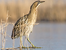 Обманчивая внешность и ужасающий голос: кто такая выпь