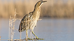 Обманчивая внешность и ужасающий голос: кто такая выпь